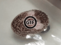 BRATM GIF: Najpodarenejší ježko vo vode :D