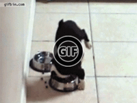 BRATM GIF: Roztomilé šteniatko a jeho akrobatický kúsok počas obeda :D