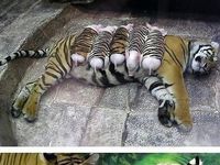 KRÁSNE! Úžasná tigrica sa ujala malých prasiatok :)