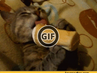 BRATM GIF: Rozkošná cica so zmrzlinou :D