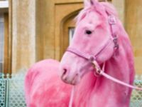 Ružový kôň