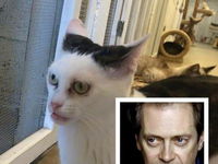 Táto mačka sa podoba na známeho herca! :