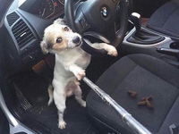 Prekvapenieeee...vtipná selfie psíka v aute :D