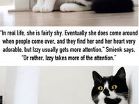 Spoznajte najkrajšiu mačičku internetu!