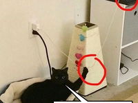 Táto mačka hrá na nervy majitelovi..pozri sa ako sa mu vyhráža :D
