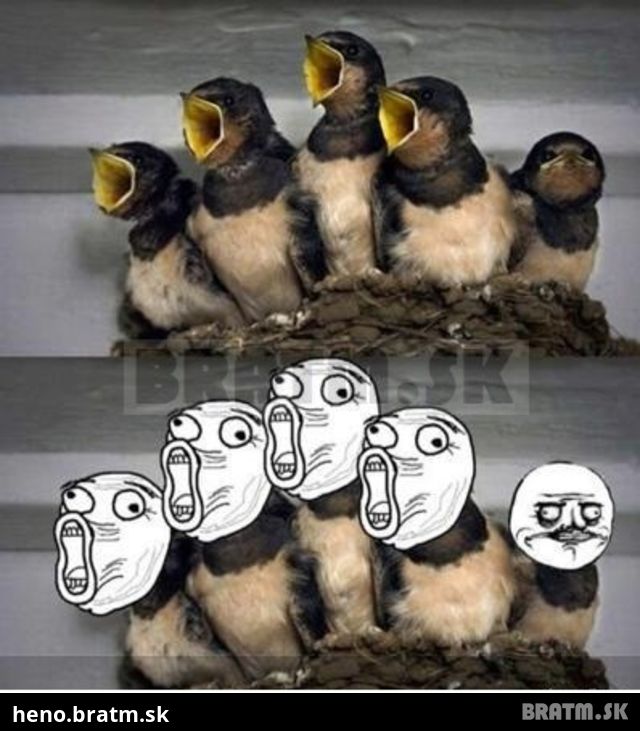 Memebirds :D