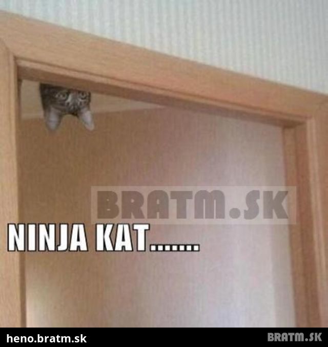 ninja mačka