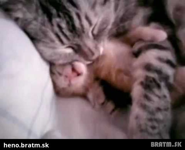 Krásna láska - mama mačka a jej kinderko :)