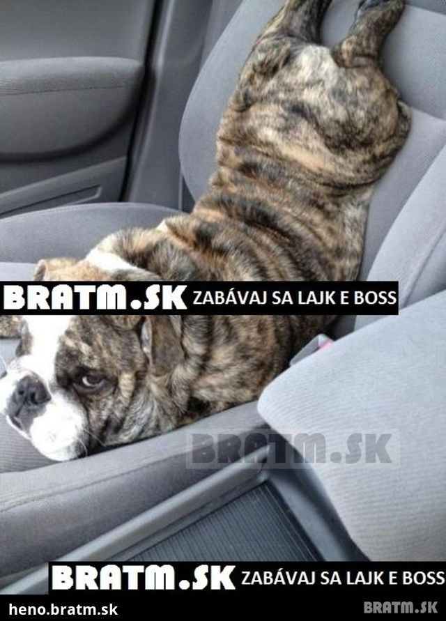 Krásny psíček a jeho super poloha :)