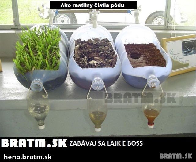 Ako rastliny čistia pôdu :)