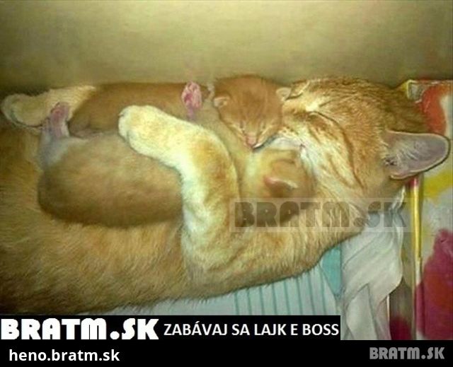 Krááásna mačacia mama a jej roztomilé mačiatka :)))