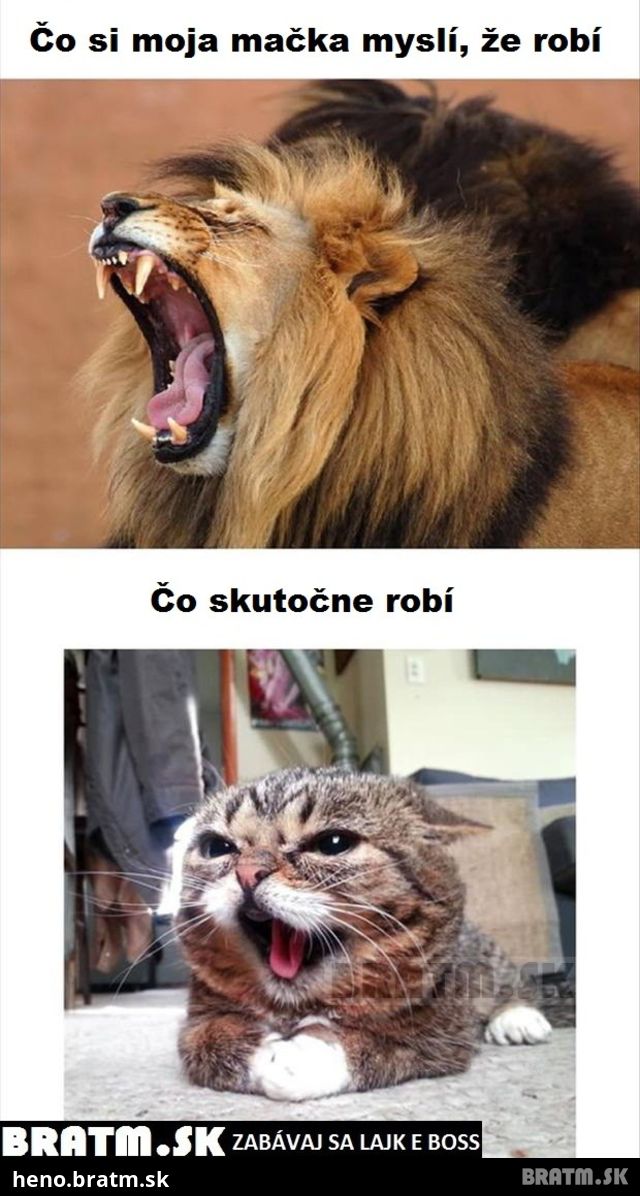 Čo si myslí moja mačka, že robí :D