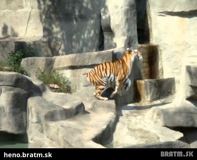 BRATM VIDEO: Hustý vtáčik atakuje tigra :D:D musíš vidieť :D