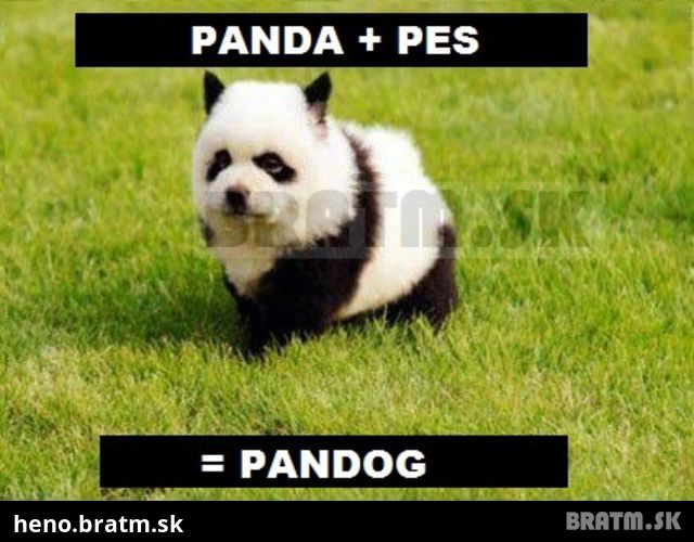 Ako vznikol PANDOG :D