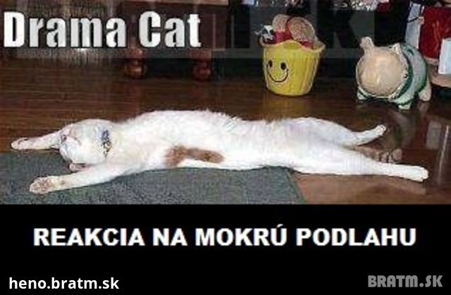 Reakcia na mokrú podlahu s mačkou :D