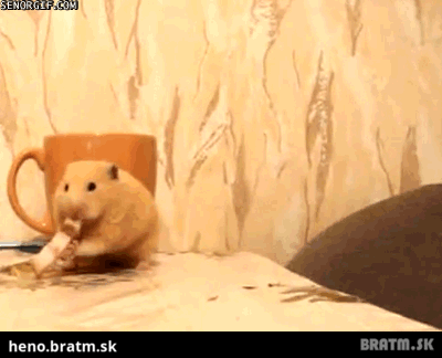 Odvážna myška :D:D:D vypadni nič ti nedam ! :D