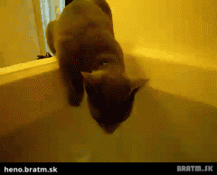 BRATM GIF: Takto to vyzerá, keď mačky nenávidia vodu :D