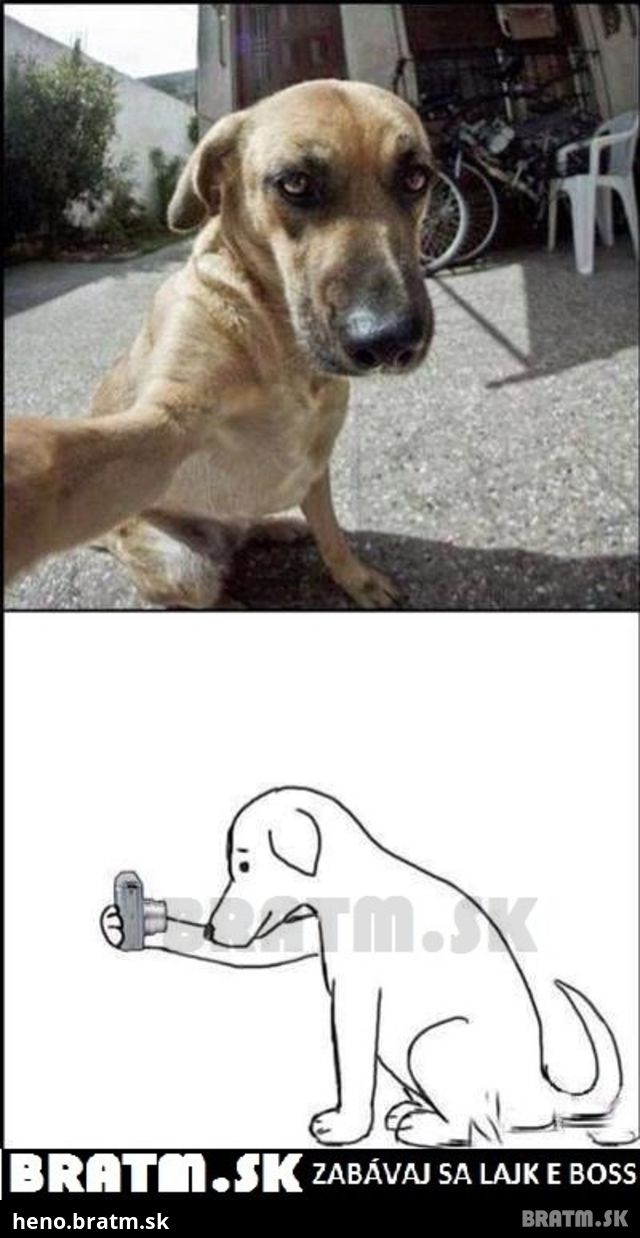 Už aj psy majú svoji profilovky :D