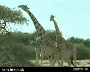 BRATM GIF: Žirafy, choďte domov, ste opité :D