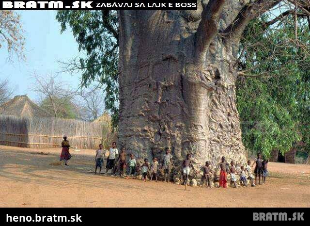 Úžasná foto stromu života :)
