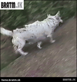 BRATM GIF: Podarený psík :D