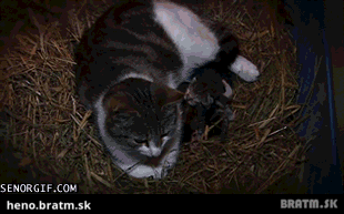 BRATM GIF: Mačacia maminka :)