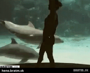 BRATM GIF: Atrakcia pre delfínov :D