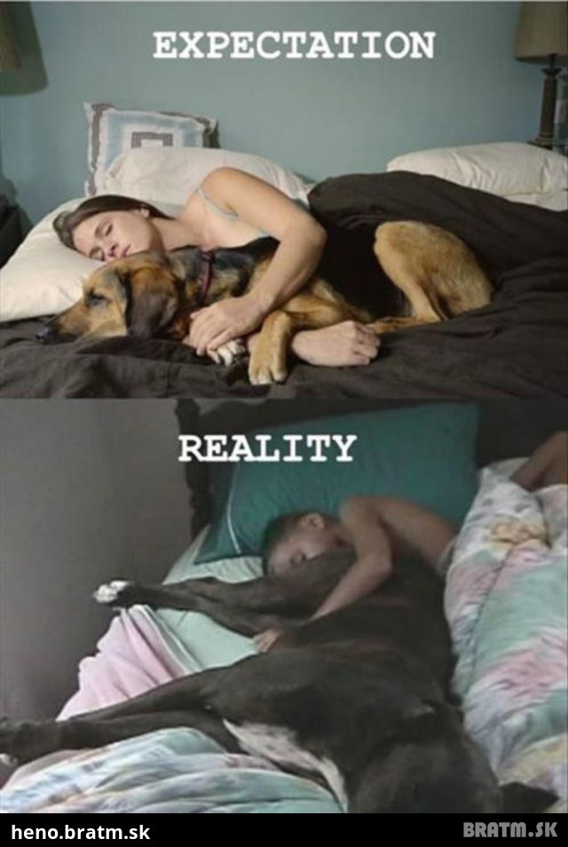 Pes v posteli :D takáto je realita :D