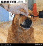 BRATM GIF: Podarený psík a jeho pamlsok :D