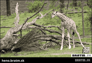 BRATM GIF: Takto vyzerá vystrašená žirafa :D