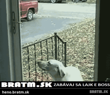 BRATM GIF: Pes čaká, kým mu niekto otvorí otvorené dvere :D :D