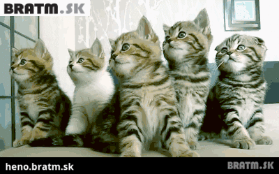 BRATM GIF: Roztomilé mačiatka :)