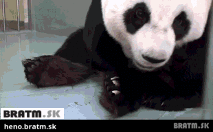 BRATM GIF: Panda a jej mláďa :)