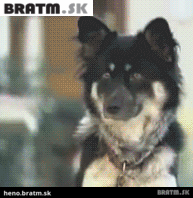 BRATM GIF: Správny strážny pes :D