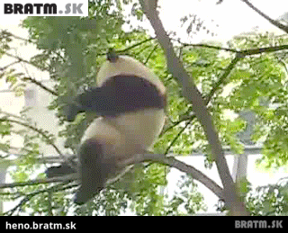 BRATM GIF: Podarená panda a jej pád zo stromu :D