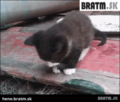 BRATM GIF: Roztomilý pád mačiatka :)