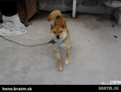 BRATM GIF: Super dancing dog :D