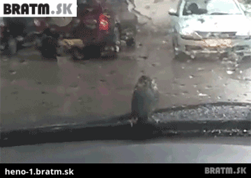 BRATM GIF: Haluzné ! :D vták na stieračoch nechce odletieť :D