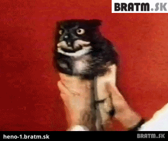 BRATM GIF: Hmmm, ako to tie sovy robia ?! :D