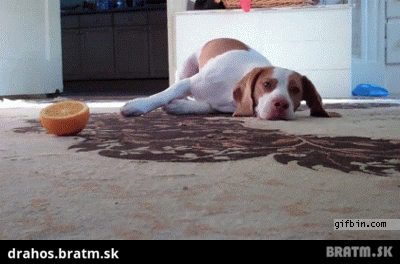 BRATM GIF: Roztomilé ! zábavná hra psíka s pomarančom :D