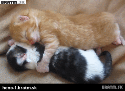 BRATM GIF: JEEJ...roztomilé mačiatka počas spánku :)