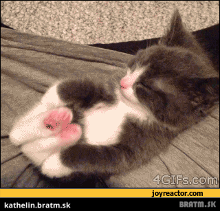 BRATM GIF: Aké roztomilé spiace ňuňu :)))))