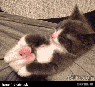 BRATM GIF: Aké roztomilé mačiatko :) :) :)