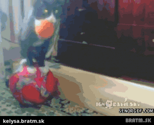 BRATM GIF: WAu, skutočne šikovná mačka v akcii :D