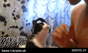 BRATM GIF: Roztomilé! Mačka, ktorá chce pusinku :D