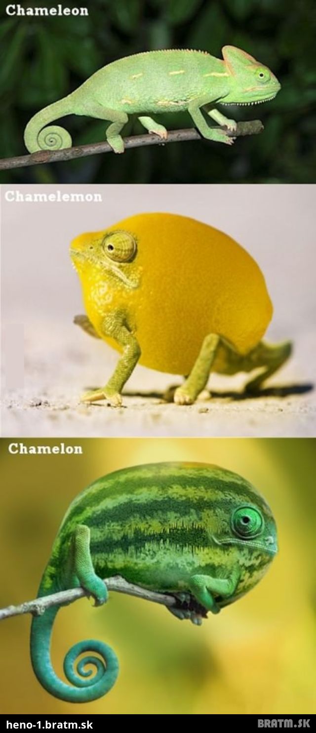 LOL :D Chameleón na niekoľko spôsobov :D :D