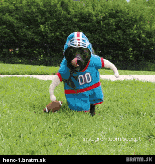 BRATM GIF: Pes vo futbalovom kostýme :D