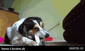 BRATM GIF: Pes, ktorý miluje jeho kosť :D