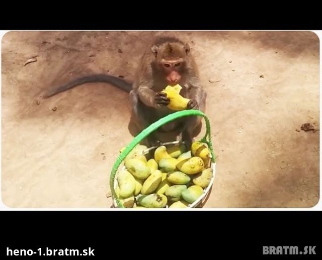 Neočakávaná reakcia opice na mango! :D