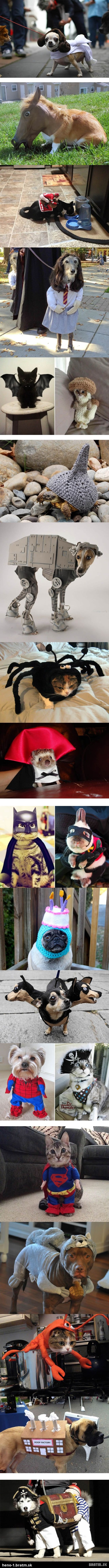 Desivo zábavné kostýmy pre zvieratá :D (21 foto)